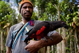 More Dead than Alive: Harvest for Ceremonial Headdresses Threatens Vulnerable Parrot Species  In Papua New Guinea